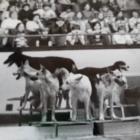 Vintage Black and White Photograph Clyde Beatty Circus 1973 Canine Circus Act - Picture 12 of 16